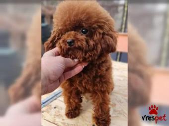 Ράτσα: Γκόλντεν Ριτρίβερ - Golden Retriever | Ηλικία: 2,5 μηνών | Φύλο: Αρσενικό | Αρ. Microchip: 209542367890 | Εκπαιδευμένο | Περιοχή: Αττική